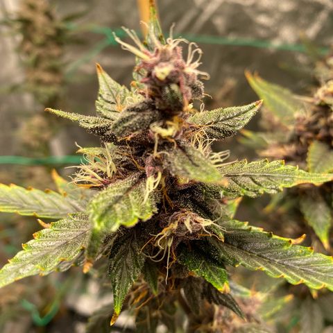 Forbidden Cherry Auto growlog timeline photo