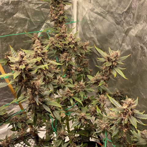 Forbidden Cherry Auto growlog timeline photo