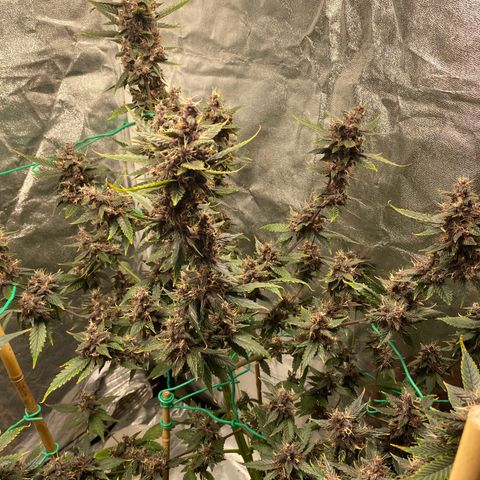 Forbidden Cherry Auto growlog timeline photo