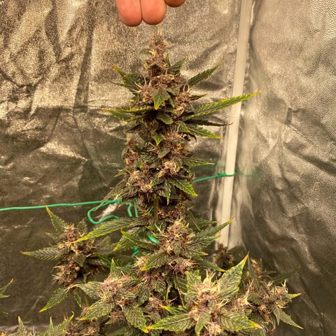 Forbidden Cherry Auto growlog timeline photo
