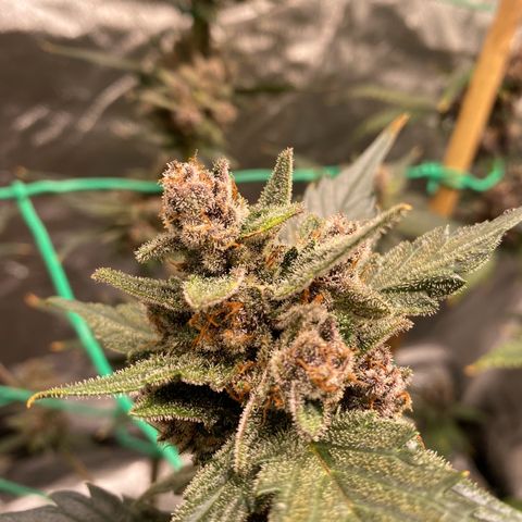 Purple Lemonade FF growlog photo: One week before harvest.
Each two days 2l water with nutrients (Advanced Nutrients) (sol. with overdrive)