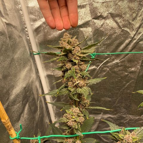Purple Lemonade FF growlog photo: One week before harvest.
Each two days 2l water with nutrients (Advanced Nutrients) (sol. with overdrive)