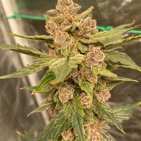 Purple Lemonade FF growlog photo: One week before harvest.
Each two days 2l water with nutrients (Advanced Nutrients) (sol. with overdrive)