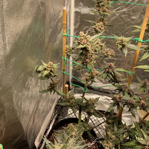 Purple Lemonade FF growlog photo: One week before harvest.
Each two days 2l water with nutrients (Advanced Nutrients) (sol. with overdrive)