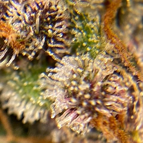 Purple Lemonade FF growlog timeline photo
