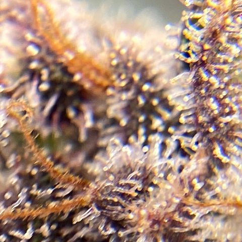 Purple Lemonade FF growlog timeline photo