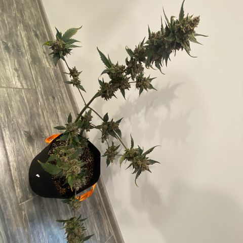 Purple Lemonade FF growlog timeline photo