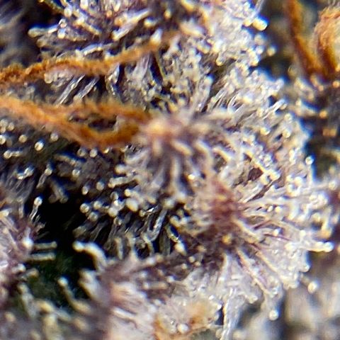 Purple Lemonade FF growlog timeline photo