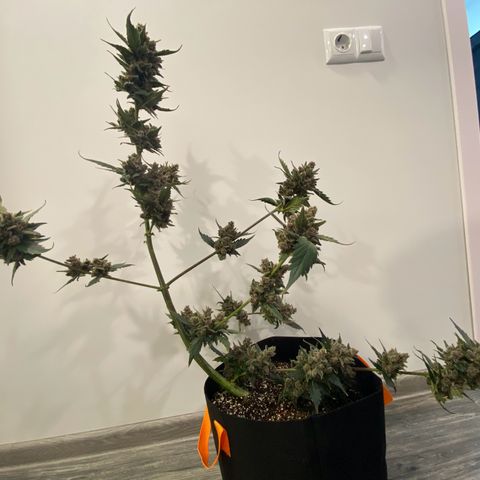 Purple Lemonade FF growlog timeline photo