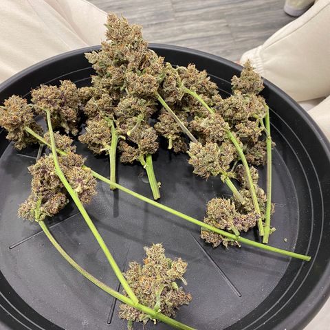 Purple Lemonade FF growlog timeline photo