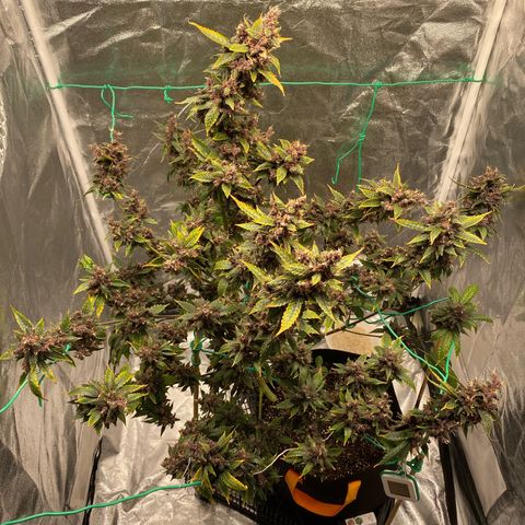 Forbidden Cherry Auto growlog timeline photo