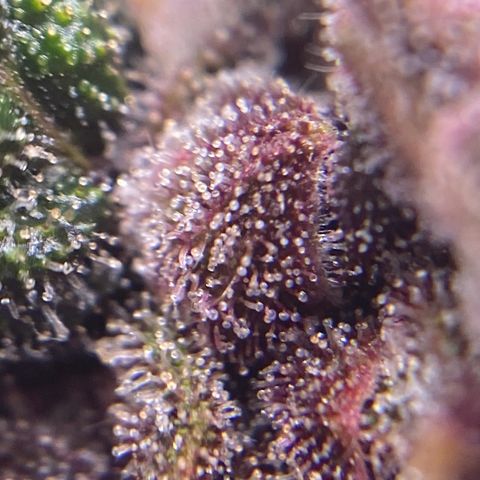 Forbidden Cherry Auto growlog timeline photo