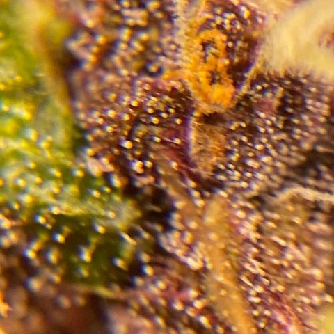 Forbidden Cherry Auto growlog timeline photo
