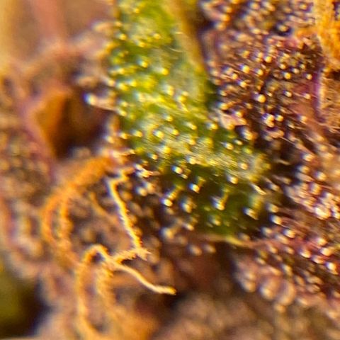 Forbidden Cherry Auto growlog timeline photo