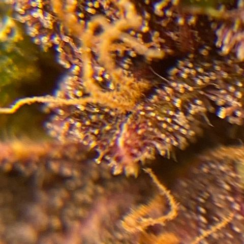 Forbidden Cherry Auto growlog timeline photo