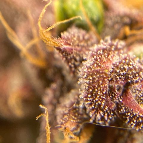 Forbidden Cherry Auto growlog timeline photo