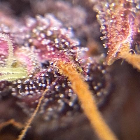 Forbidden Cherry Auto growlog timeline photo
