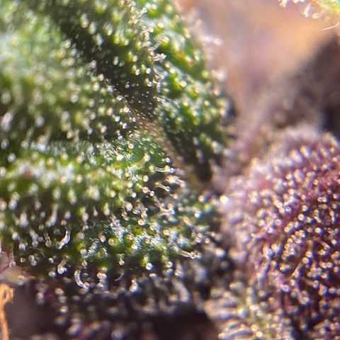 Forbidden Cherry Auto growlog timeline photo