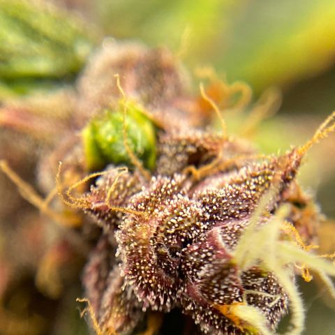 Forbidden Cherry Auto growlog timeline photo