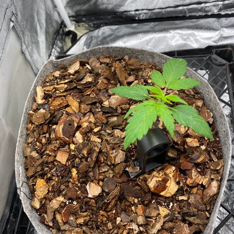 Glue Gelato Auto growlog timeline photo
