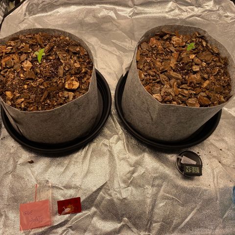 Glue Gelato Auto growlog timeline photo