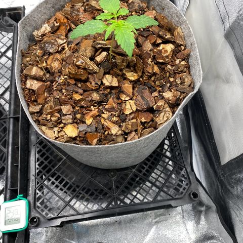 Auto Critical Orange Punch growlog timeline photo