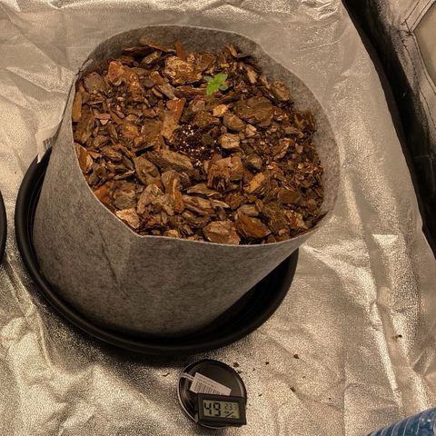 Auto Critical Orange Punch growlog timeline photo