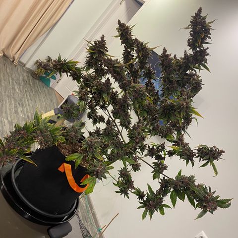 Forbidden Cherry Auto growlog timeline photo