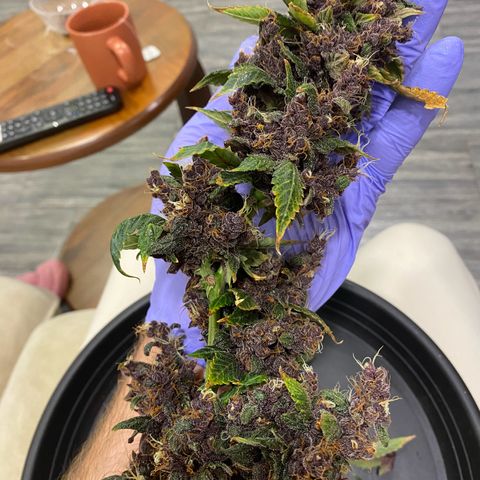 Forbidden Cherry Auto growlog timeline photo
