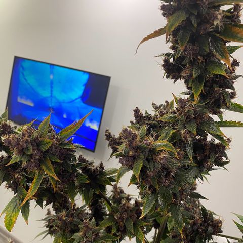 Forbidden Cherry Auto growlog timeline photo