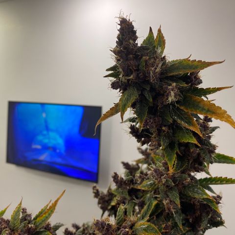 Forbidden Cherry Auto growlog timeline photo