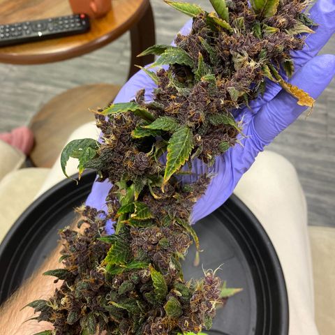 Forbidden Cherry Auto growlog timeline photo