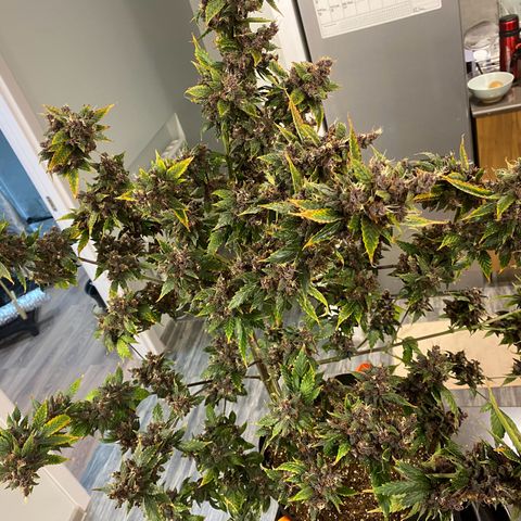 Forbidden Cherry Auto growlog timeline photo