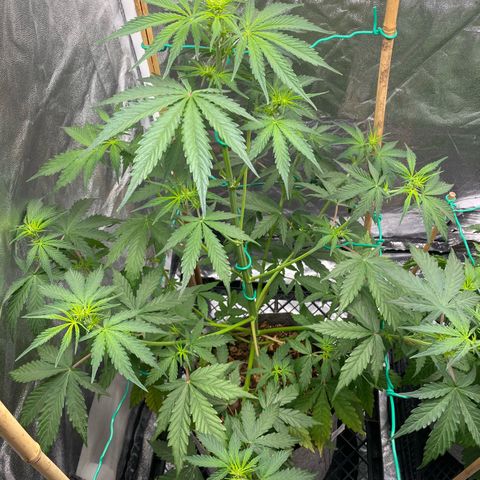 Glue Gelato Auto growlog timeline photo
