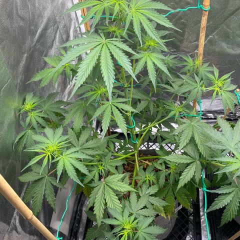 Glue Gelato Auto growlog timeline photo