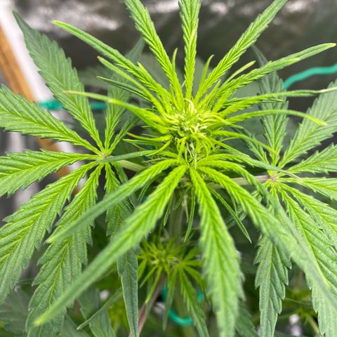 Glue Gelato Auto growlog timeline photo