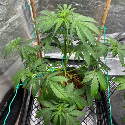 Glue Gelato Auto growlog timeline photo