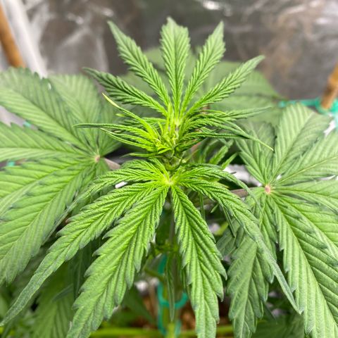 Glue Gelato Auto growlog timeline photo