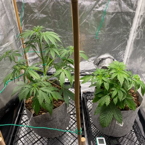 Glue Gelato Auto growlog timeline photo