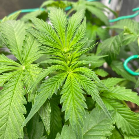 Auto Critical Orange Punch growlog timeline photo