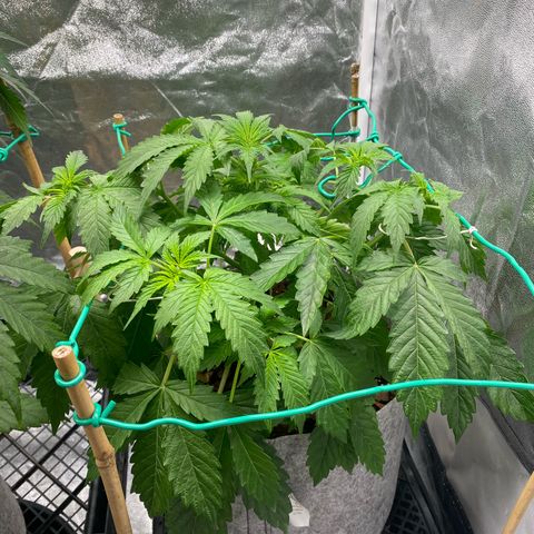 Auto Critical Orange Punch growlog timeline photo