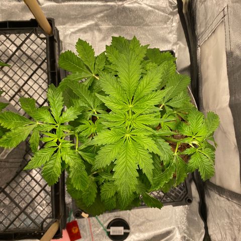 Auto Critical Orange Punch growlog timeline photo