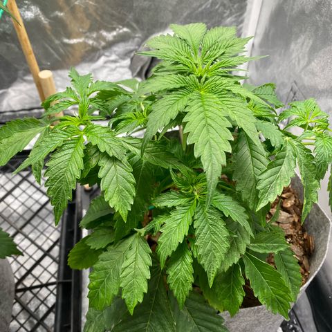 Auto Critical Orange Punch growlog timeline photo