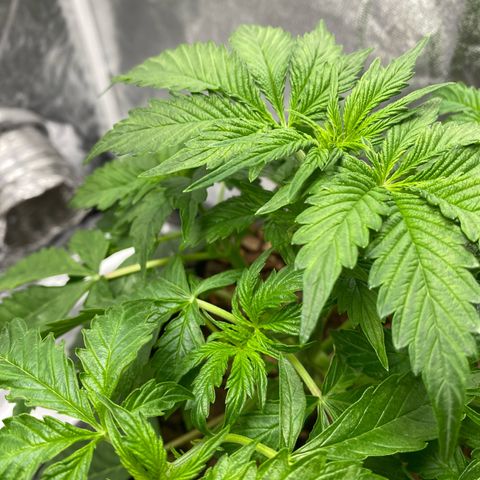 Auto Critical Orange Punch growlog timeline photo