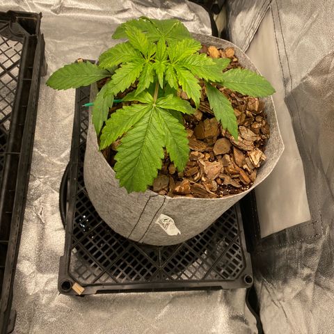 Auto Critical Orange Punch growlog timeline photo
