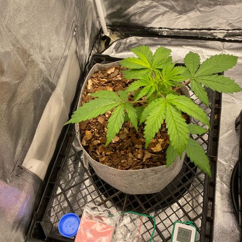 Glue Gelato Auto growlog timeline photo