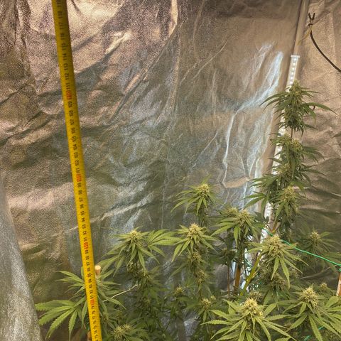 Glue Gelato Auto growlog timeline photo
