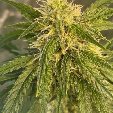 Glue Gelato Auto growlog timeline photo
