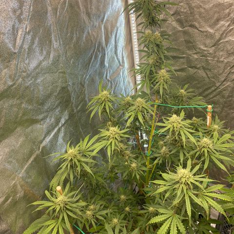 Glue Gelato Auto growlog timeline photo