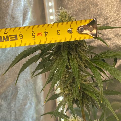 Glue Gelato Auto growlog timeline photo